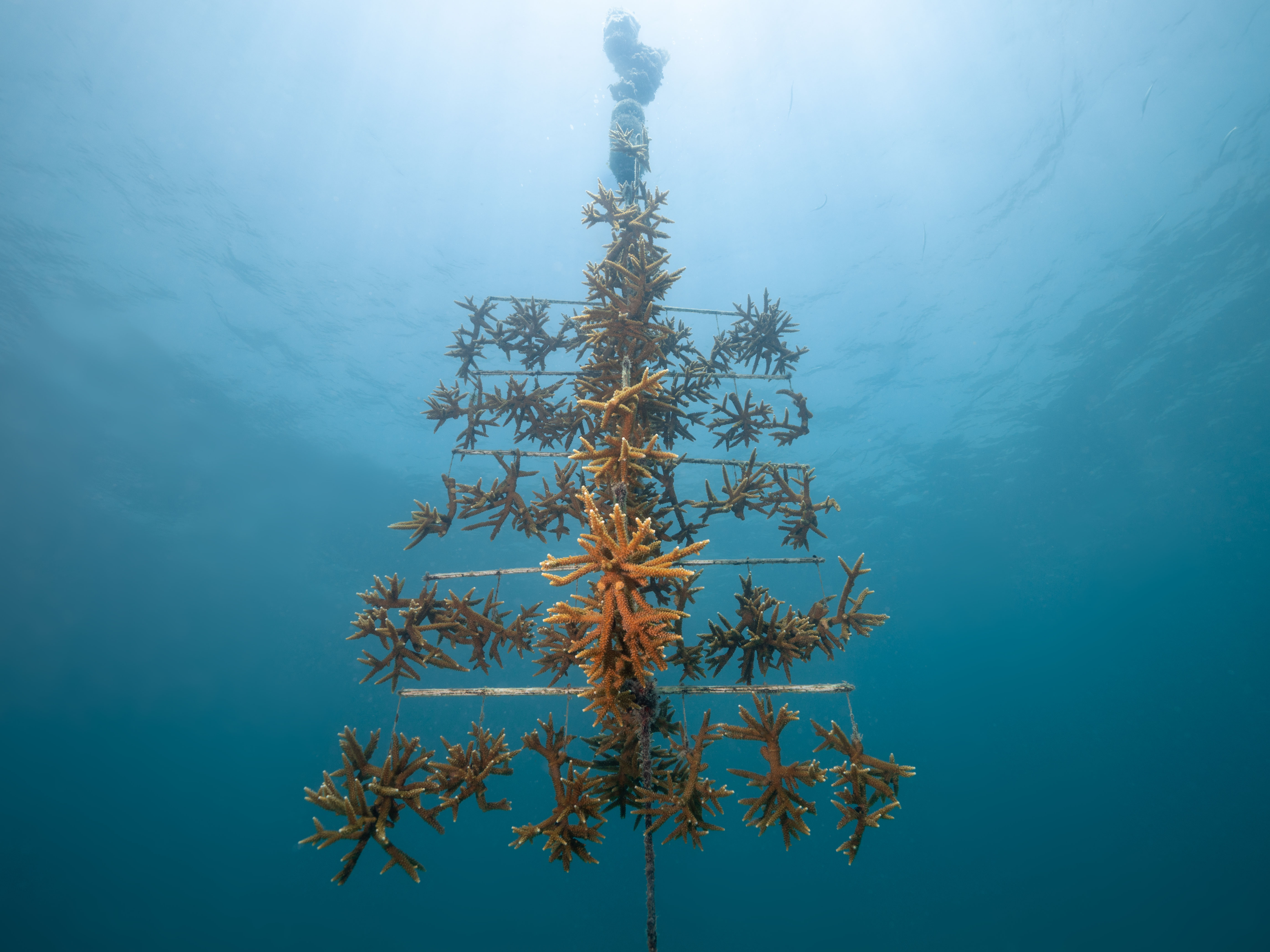 Conservation impact and coral restoration